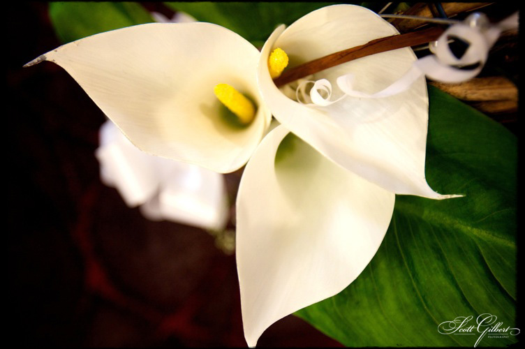 &copy; Scott Gilbert